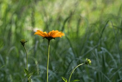False Sunflower trio25.jpg