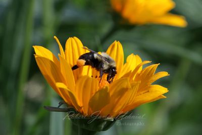 Eastern Bumblebee foraging on False Sunflower 25.jpg