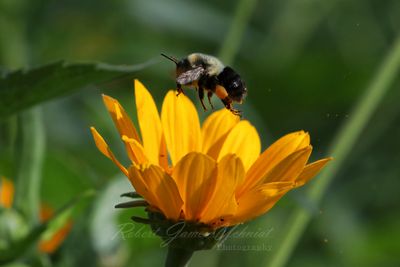 Eastern Bumblebee over False Sunflower 25.jpg