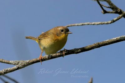 Common Yellowthroat female 25.jpg