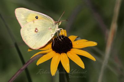Pink Edged Sulfur Butterfly on Black Eyed Susan 25.jpg