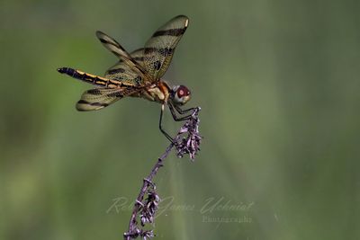 Calico Pennant female on weed 25.jpg