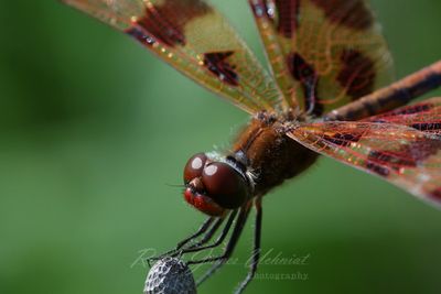 Halloween Pennant male close up 25.jpg