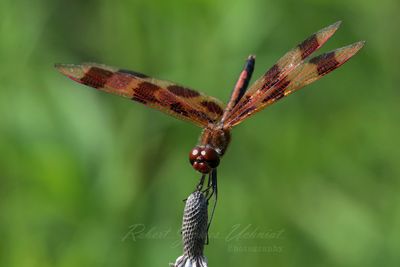 Halloween Pennant Male on dreid flower 25.jpg