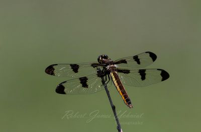 Twelve Spotted Skimmer on stick 25.jpg