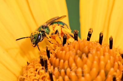 Green Meallic Bee in False Sunflower 25.jpg