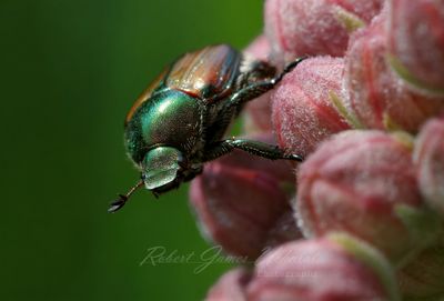 Japanese Beetle on Milkweed 25.jpg