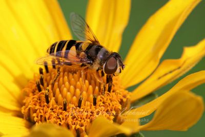 Banded Hoverfly on False Sunflower 25.jpg