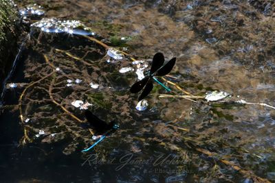 Ebony Jewelwing Damselflies in flight over stream 25.jpg