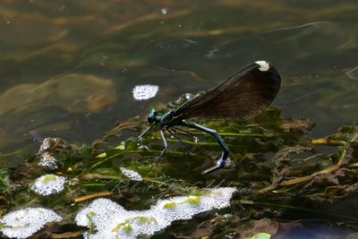 Ebony Jewelwing Damselfly laying eggs 25.jpg