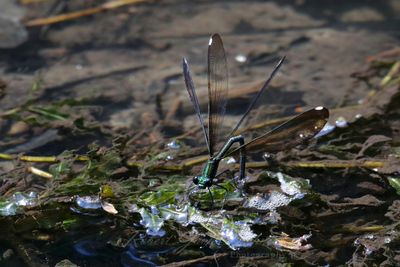 Ebony Jewelwing Damselfly laying eggs front 25.jpg
