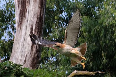 Red Tailed Hawk taking off 25.jpg