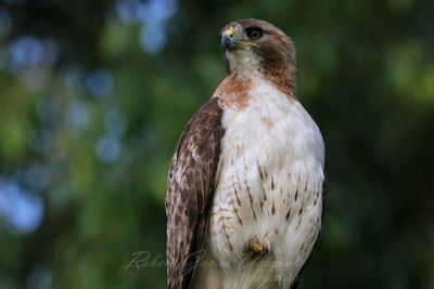 Red Tailed Hawk close 25.jpg