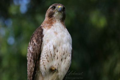 Red Tailed Hawk close foreward 25.jpg