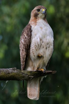 Red Tailed Hawk close vertical 25.jpg