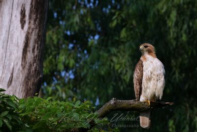 Red Tailed Hawk close wide 25.jpg