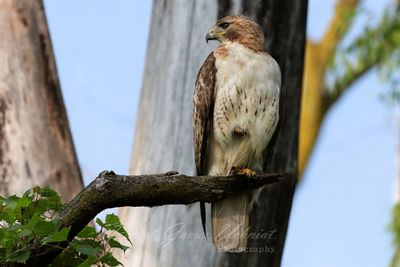 Red Tailed Hawk on branch close 25.jpg