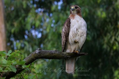 Red Tailed Hawk on branch closer 25.jpg