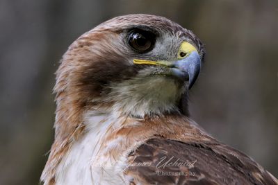 Red Tailed Hawk portrait right 25.jpg