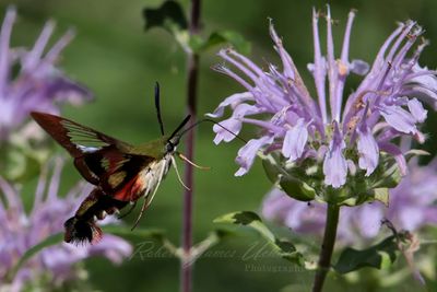 Hummingbird Clearwing Moth drinking 25.jpg