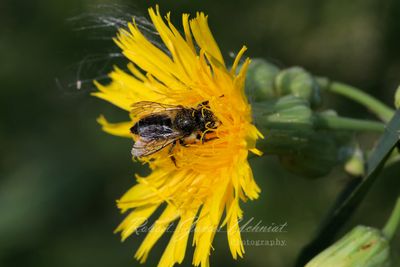 Alfalfa Leafcutter Bee in False Sunflower 25.jpg