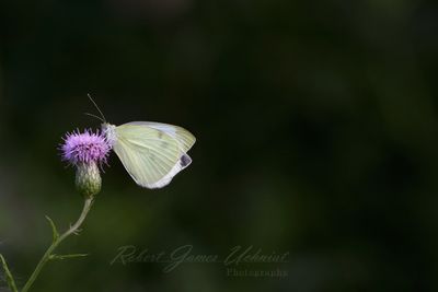 Cabbage White Butterfly on Thistle left 25.jpg
