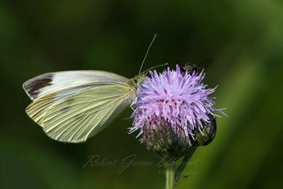 Cabbage White on Thistle 25.jpg