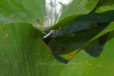 Blue Dasher in flight 25.jpg