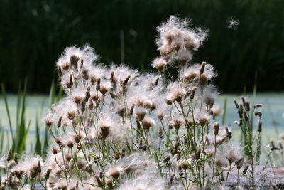 Thistle Seeds 25.jpg
