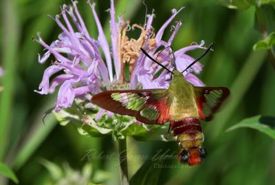 Hummingbird Clearwing Moth Feeding from Bergamot 25.jpg