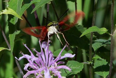 Hummingbird Clearwing Moth over Bergamot 25.jpg
