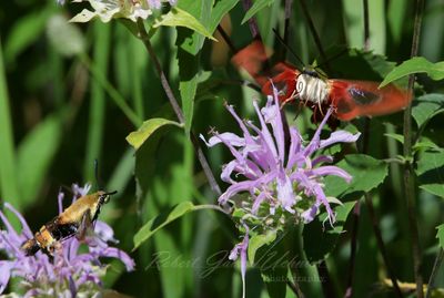 Snowberry and Hummingbird Clearwings 25.jpg