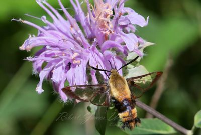 Snowberry Clearwing Moth feeding on Bergamot 25.jpg