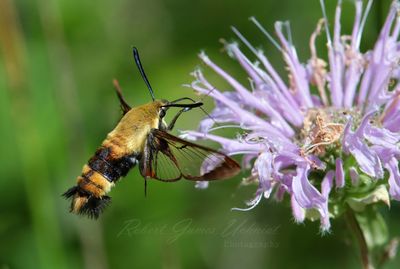 Snowberry Clearwing Moth feeding on Bergamot side 25.jpg