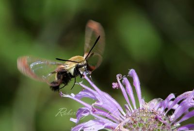 Snowberry Clearwing Moth over Bergamot 25.jpg