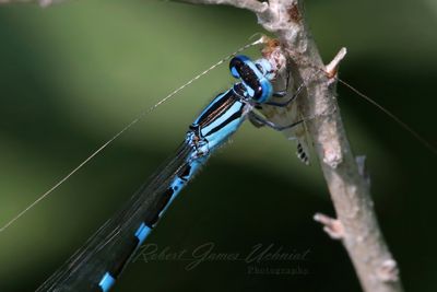 Common Blue Damselfly eating 25.jpg