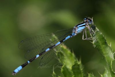 Common Blue Damselfly on leaf 25.jpg