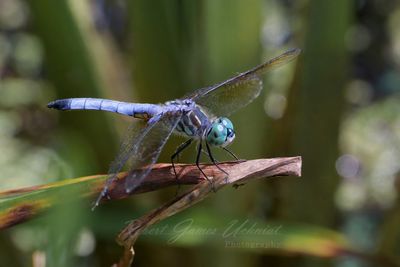 Blue Dasher male on withered leaf 25.jpg