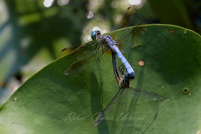 Blue Dasher pair mating 25.jpg