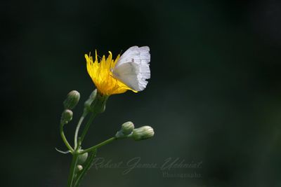 Cabbage White on False Sunflower 25.jpg