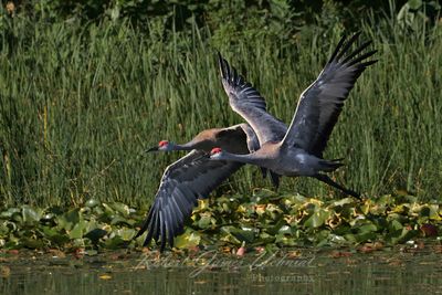 Sandhill Crane in flight over Marsh 25.jpg