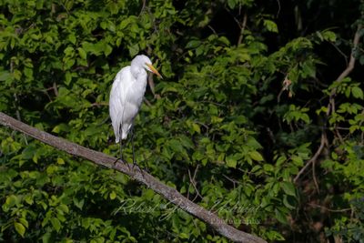 Great White Egret on branch 25.jpg