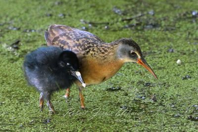 Virginia Rail and Chick 25.jpg