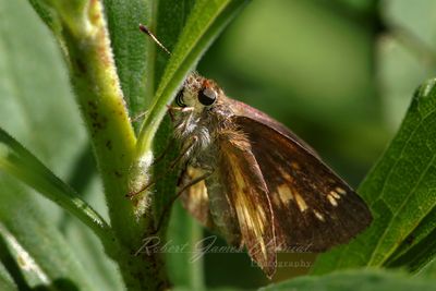 Hobomok Skipper on stalk 25.jpg