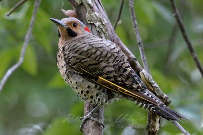 Northern Flicker full frame 25.jpg
