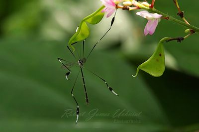 Phantom Crane Fly on leaf 25.jpg