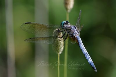 Blue Dasher male on Common Teasel 25.jpg