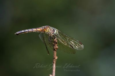 Common Skimmer on stick 25.jpg