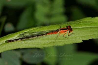 Eastern Forktail female on leaf 25.jpg