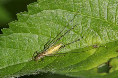 Tree Cricket on leaf 25.jpg